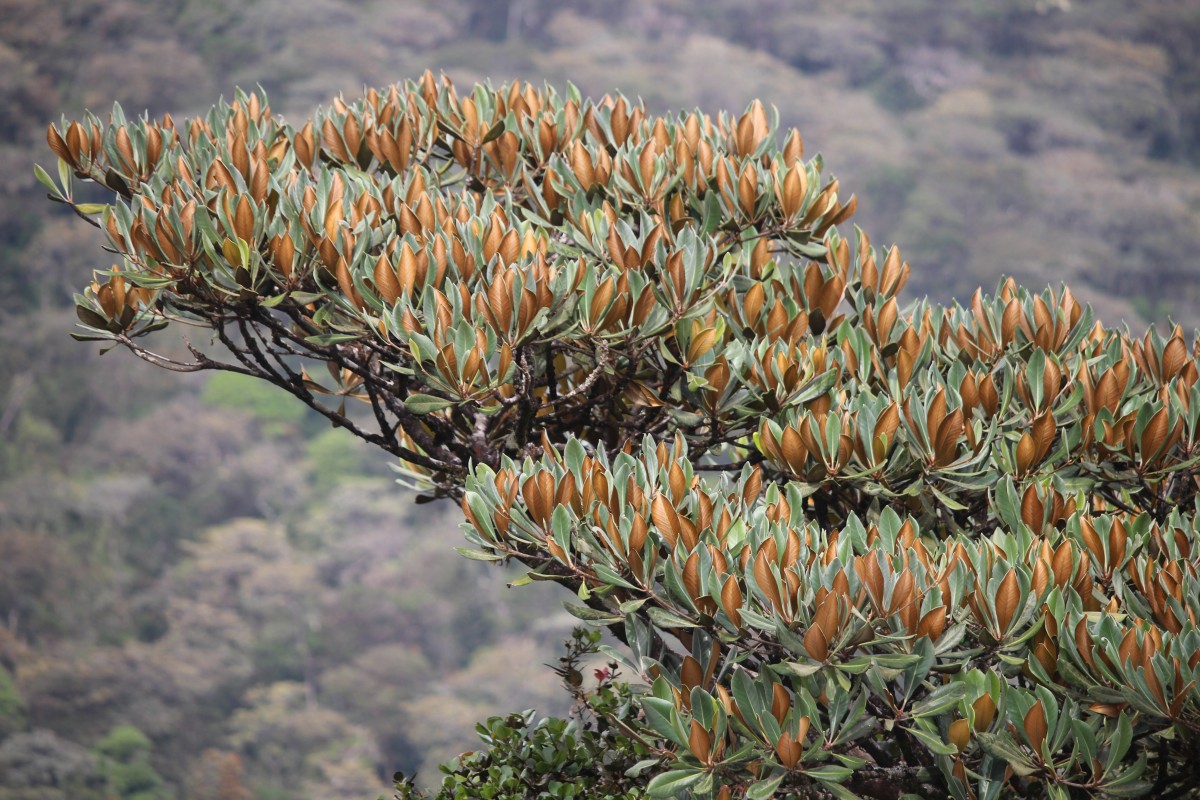 Palaquium rubiginosum (Thwaites) Engl.